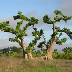 Baobab